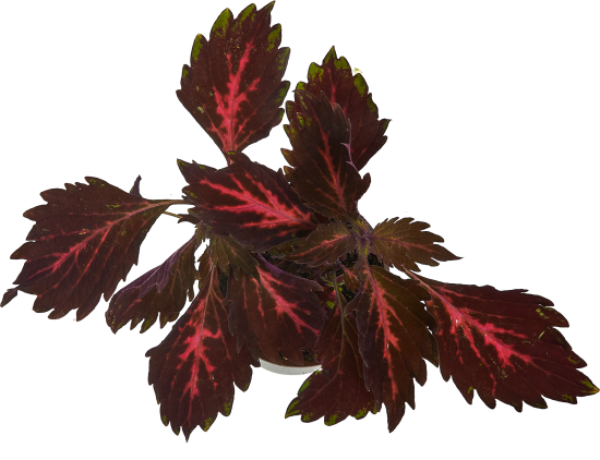 Колеус ø12 h25 см