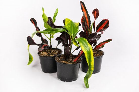 Кодиум ø10.5 h8 см