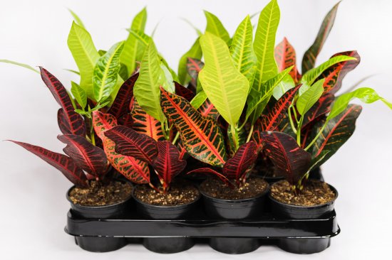 Кодиум ø10.5 h8 см