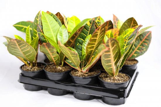 Кодиум ø10.5 h8 см