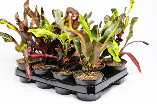 Кодиум ø10.5 h8 см