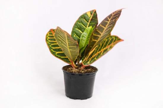 Кодиум ø10.5 h8 см