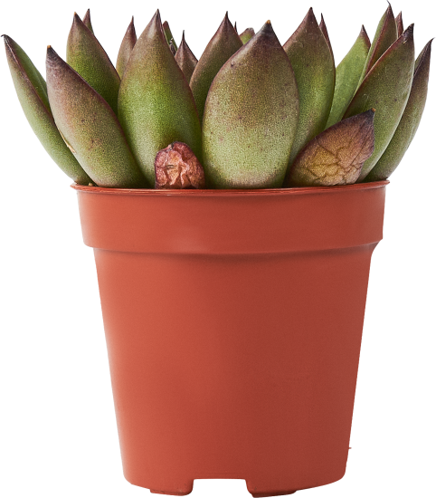 Эхеверия микс ø5 h8 см