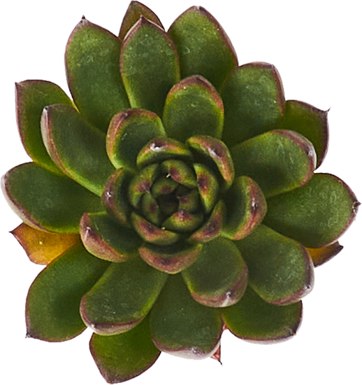 Эхеверия микс ø5 h8 см