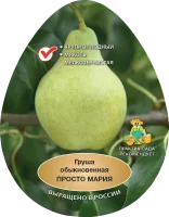 Груша обыкновенная Просто Мария h200 см в сетке Поиск Инвест