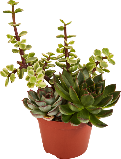 Суккулент Трио микс ø8.5 h10 см