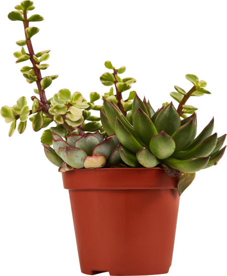 Суккулент Трио микс ø8.5 h10 см