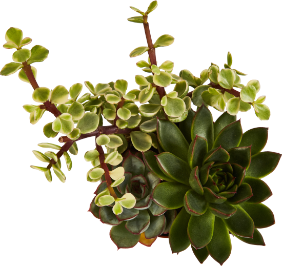 Суккулент Трио микс ø8.5 h10 см