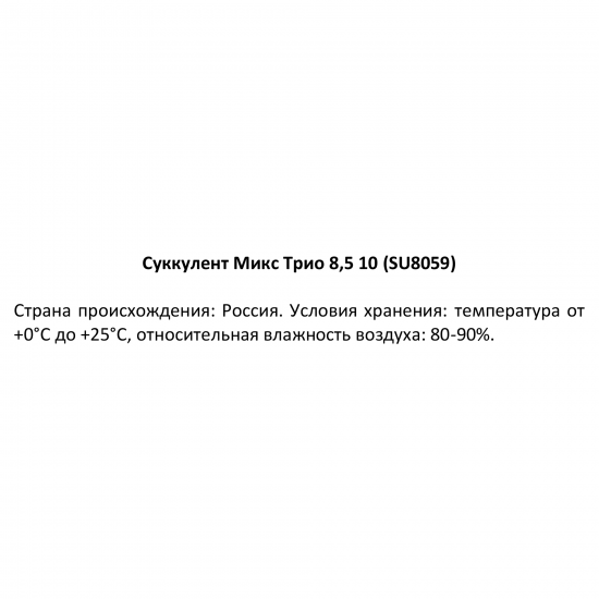 Суккулент Трио микс ø8.5 h10 см