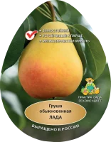 Груша обыкновенная Лада h200 см Поиск Инвест