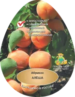 Абрикос Алеша h200 см в сетке Поиск Инвест