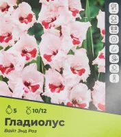 Гладиолус Вайт Энд Роз луковицы 10/12, 5 шт.