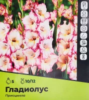 Гладиолус Присцилла луковицы 10/12, 5 шт.