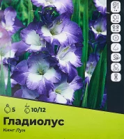 Гладиолус Кинглун луковицы 10/12, 5 шт.