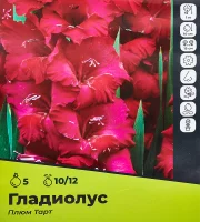Гладиолус Плюмтарт луковицы 10/12, 5 шт.