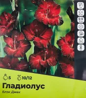 Гладиолус Блэк Джек луковицы 10/12, 5 шт.