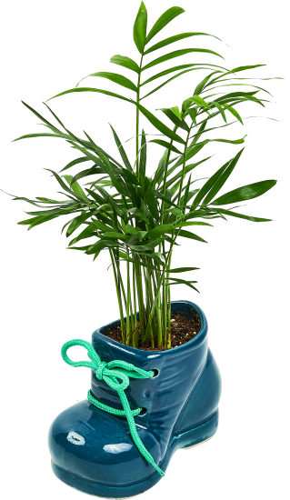 Хамедорея ø12 h20 см