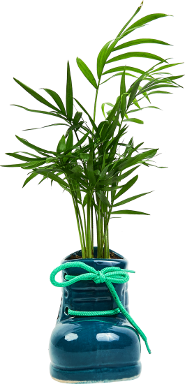 Хамедорея ø12 h20 см