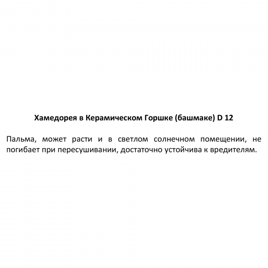 Хамедорея ø12 h20 см