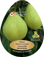 Груша обыкновенная Осенняя Яковлева h200 см Поиск Инвест
