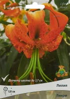 Лилия видовая Генри