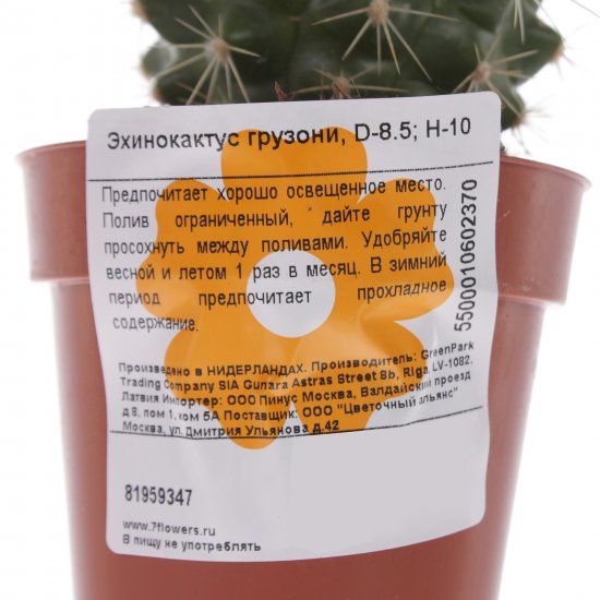 Эхинокактус Грузони ø8.5 h10 см