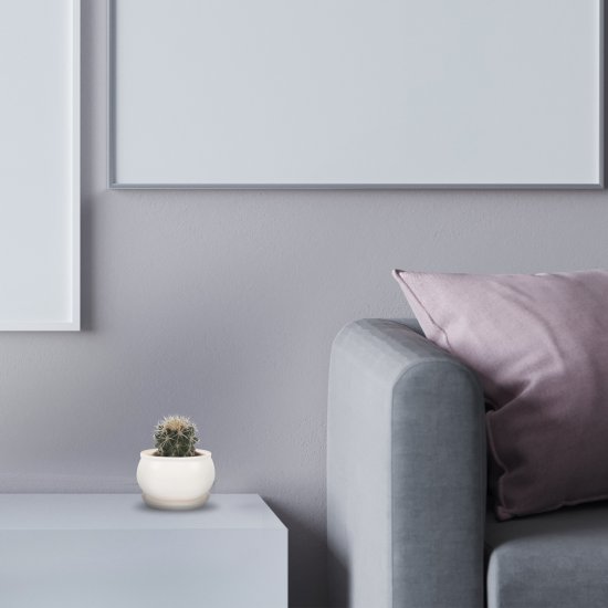 Эхинокактус Грузони ø8.5 h10 см