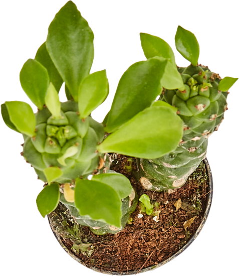 Кактус Эуфорбия Монадениум Ричи ø6 h7-30 м