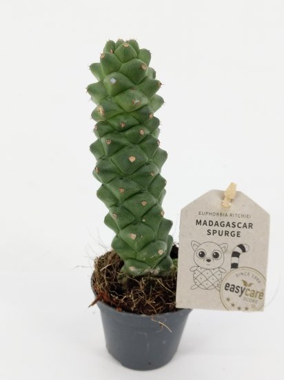 Кактус Эуфорбия Монадениум Ричи ø6 h7-30 м