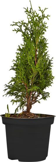 Туя западная Холмструп ø17 h20-40 см