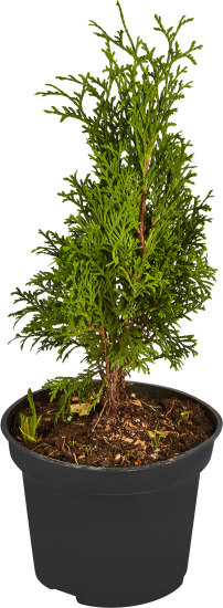 Туя западная Холмструп ø17 h20-40 см