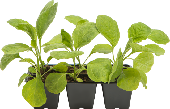 Баклажан микс, 6 шт.