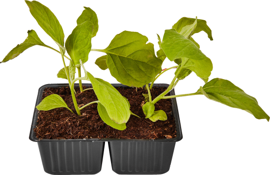 Баклажан h15 см 4 шт.