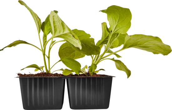 Баклажан h15 см 4 шт.