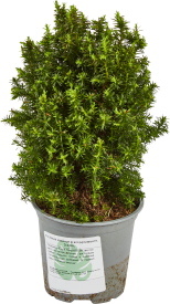 Растение хвойное в ассортименте h10 см