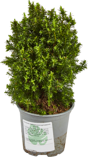 Растение хвойное в ассортименте h10 см