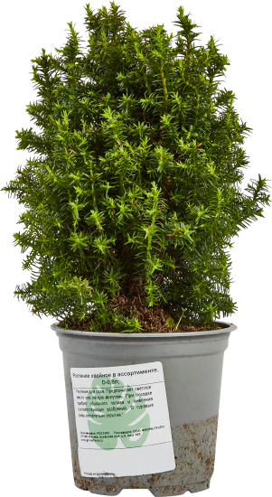 Растение хвойное в ассортименте h10 см