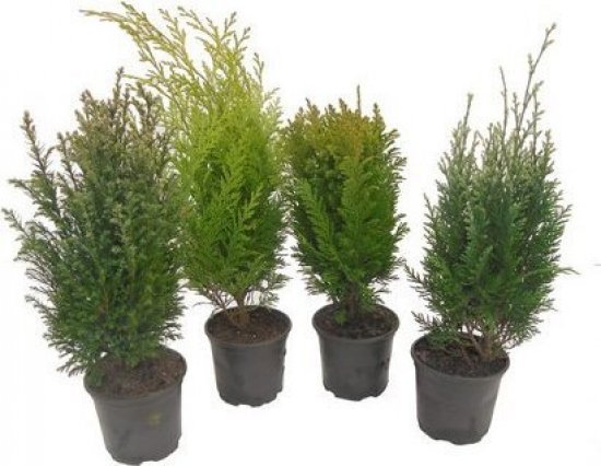 Растение хвойное в ассортименте h10 см