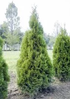Туя складчатая Гельдерлэнд h60 см
