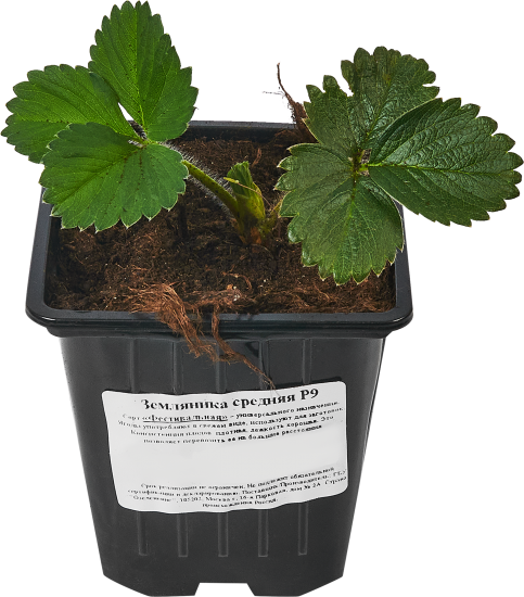 Земляника средняя микс h15 см