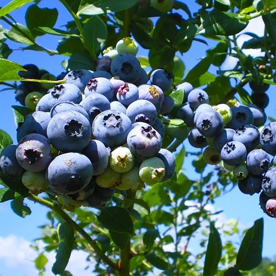 Голубика высокорослая в сортах