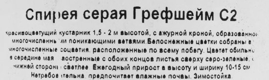 Спирея серая Грефшейм ø17 h30 см