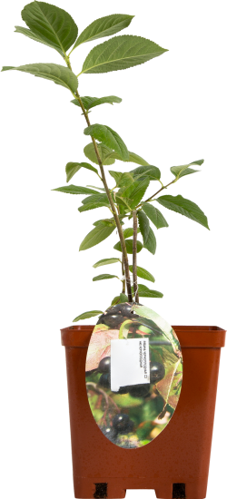 Рябина черноплодная С3 h100