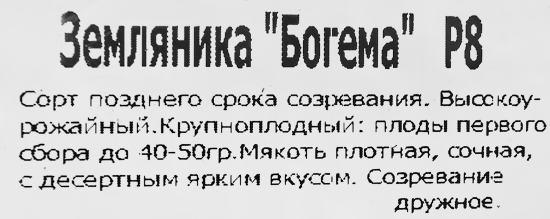 Земляника Богема 8x7 см
