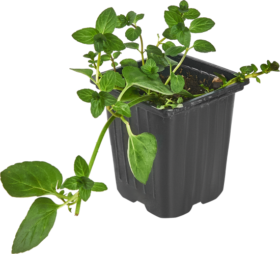 Рассада Мята микс h15 см