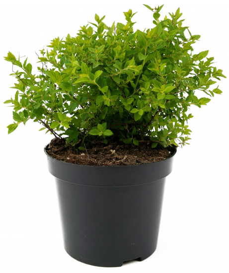 Спирея японская Little Princess 30-50 см