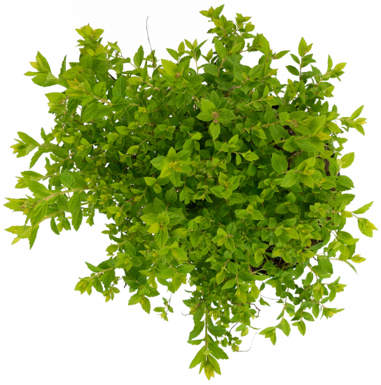 Спирея японская Little Princess 30-50 см