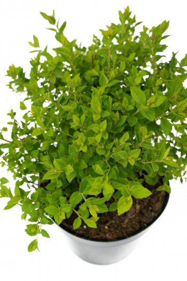 Спирея японская Little Princess 30-50 см