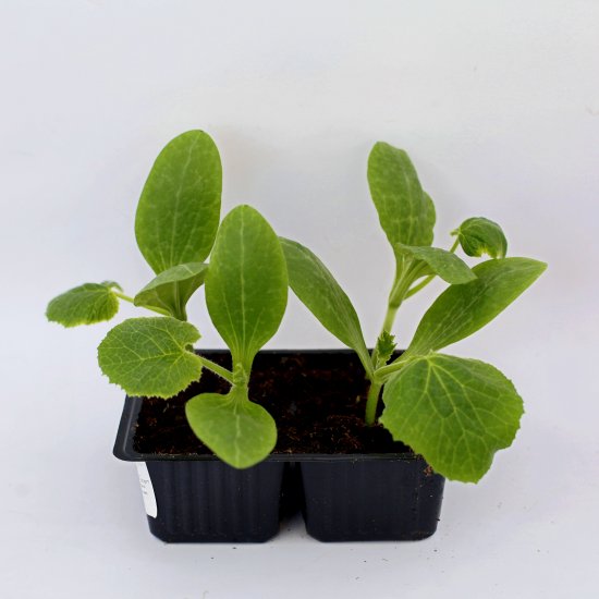 Патиссон h15 см 4 шт.