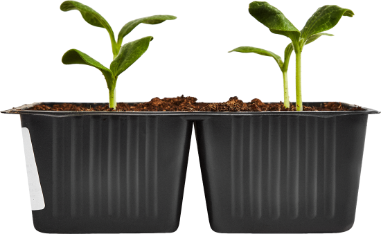 Патиссон h15 см 4 шт.